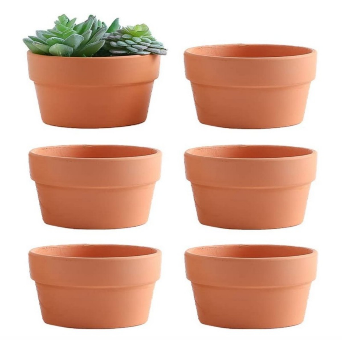 Echeveria Succulent - 6ชิ้นกระถางดินเผา3.5 