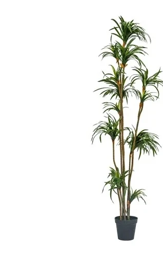 Dracaena Marginata - ต้นไม้จำลอง ดรากีน่า ดรากีน่า มาร์จินาตา ต้นไม้สีเขียว ต้นไม้ปลอม