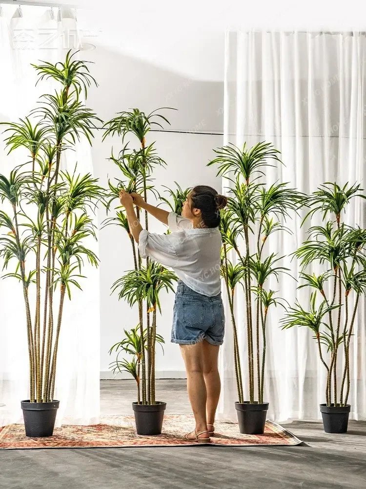 ต้นไม้จำลอง ดรากีน่า ดรากีน่า  - Dracaena Marginata บทวิจารณ์และราคา