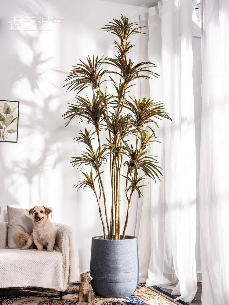 ต้นไม้จำลอง ดรากีน่า ดรากีน่า  - Dracaena Marginata บทวิจารณ์และราคา