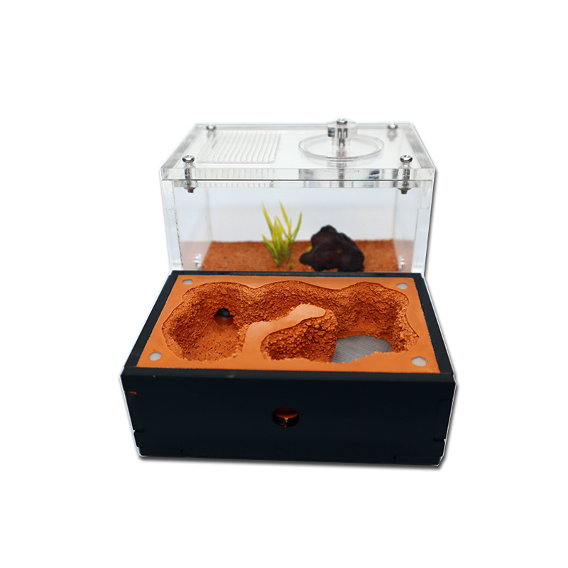 ดินสีเหลือง Ant Farm ภายนอก Wa - Begonia Rex บทวิจารณ์และราคา