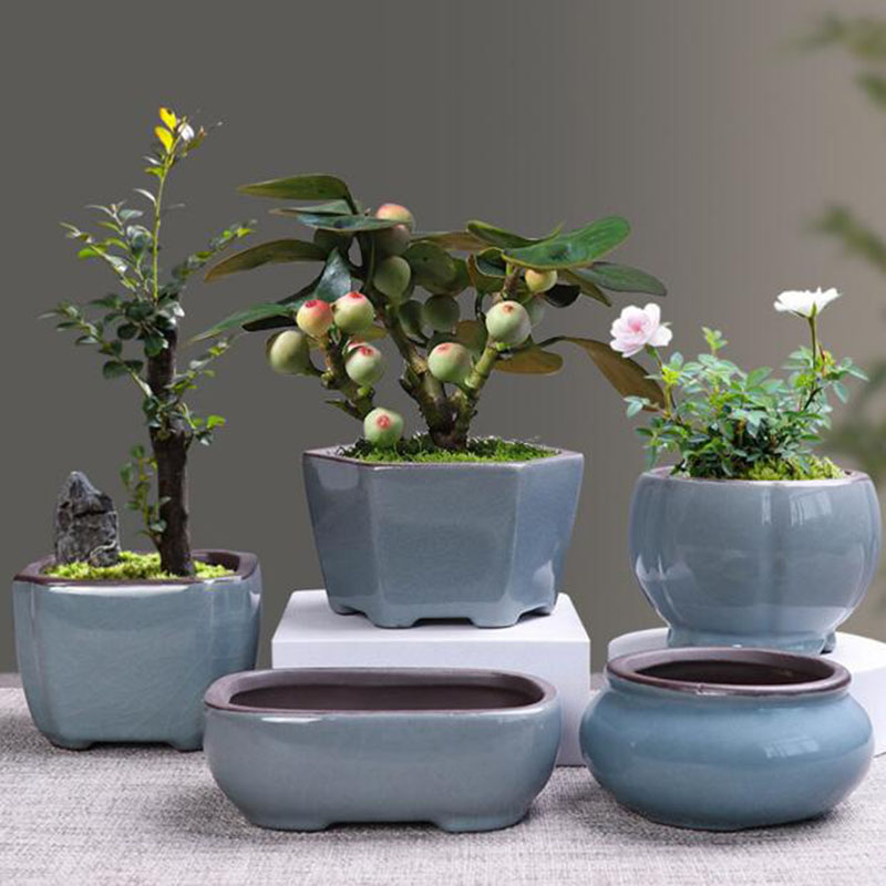 Retro เซรามิคดอกไม้หม้อหน่อไม้ - Echeveria Succulent บทวิจารณ์และราคา
